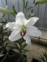 [1829 Santander 2N No01.JPG]